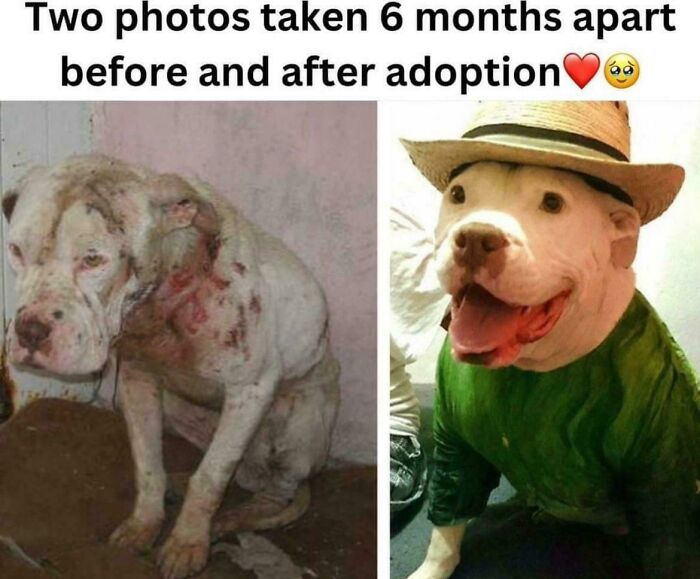Before and after photos of a rescued pet dog, showing its transformation from injured to healthy and happy.