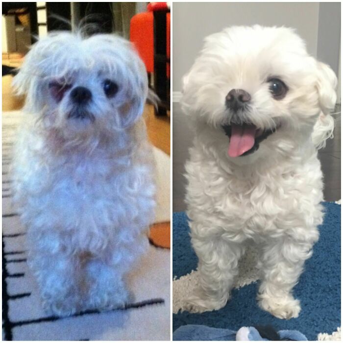 Before and after photos of a rescued pet Maltese, showing its transformation from scruffy to groomed and happy.