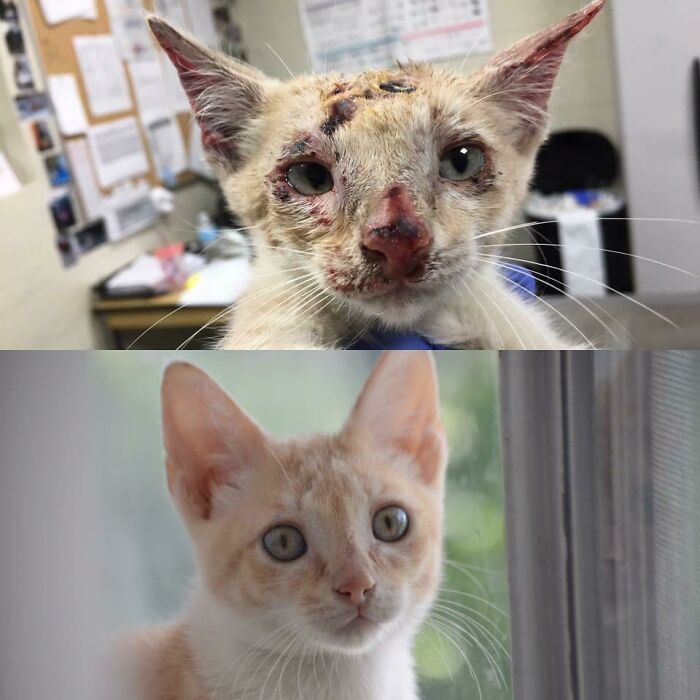 Before and after photos of a rescued pet, a severely injured kitten healing into a playful, healthy cat.