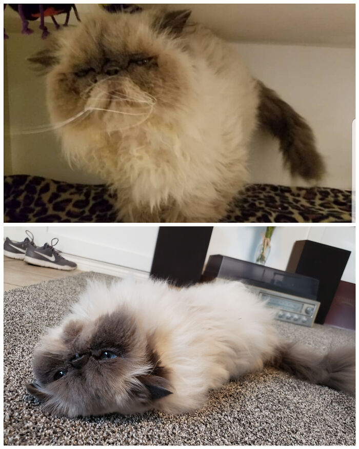 Before and after photos of a rescued pet, a scruffy Persian cat transforming into a fluffy, content feline.