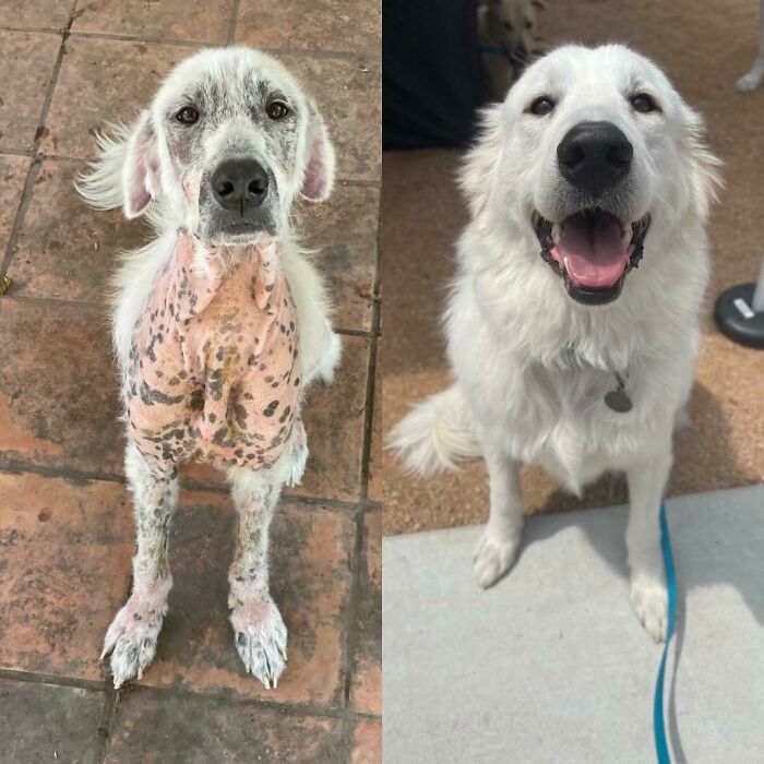 Before and after photos of a rescued pet, a dog with skin issues becoming a healthy, happy white dog.