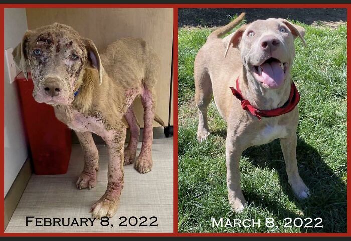 Before and after photos of a rescued pet dog, showing its incredible transformation from sickly to healthy.