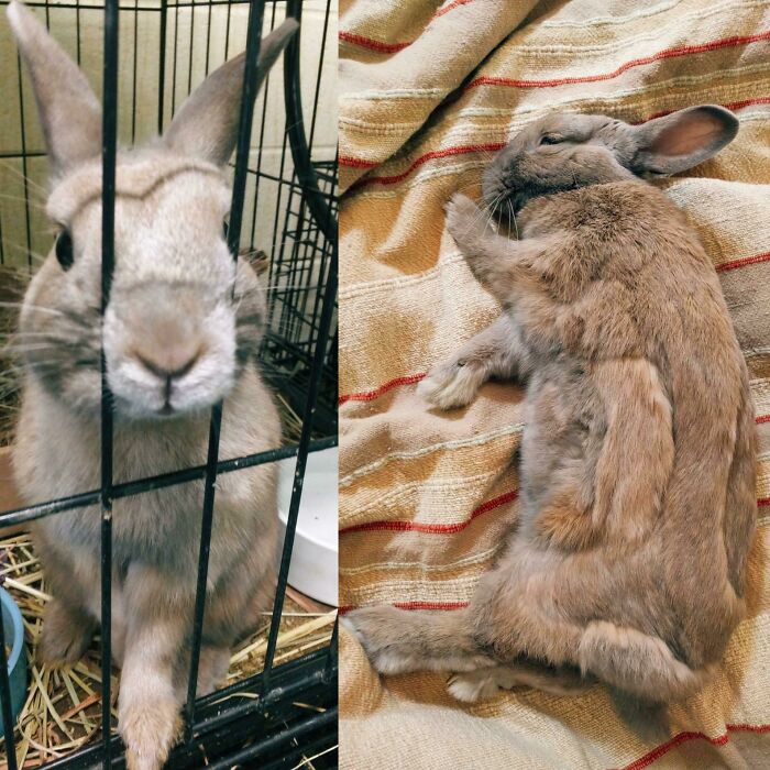 Before and after photos of a rescued pet rabbit, showing its transformation from caged to happily relaxed.