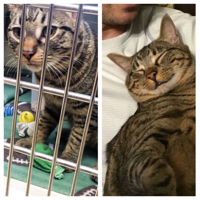 Before and after photo of a rescued pet, a tabby cat sad in a cage, then happily sleeping with owner.