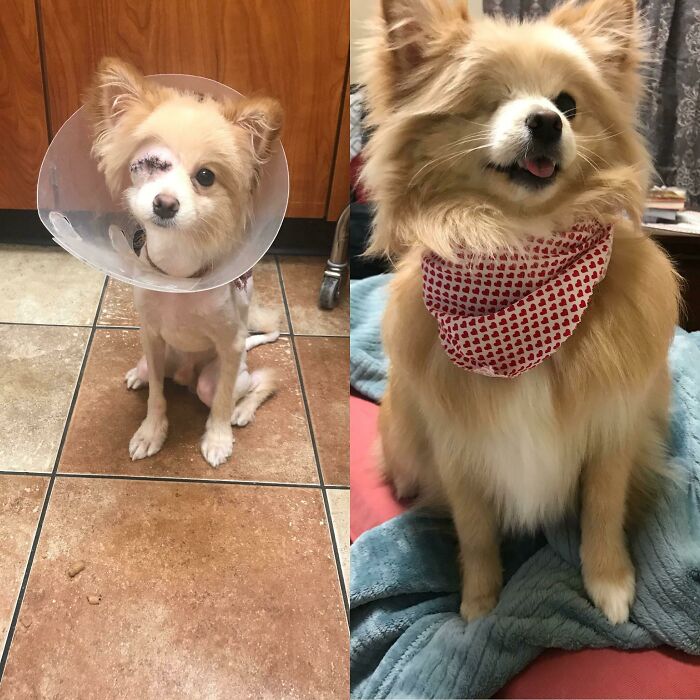 Before and after photos show a rescued pet, a small dog with an eye patch, looking happy and healthy.