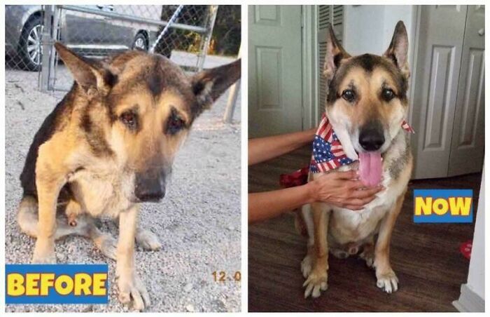 Before and after photos capture a rescued pet, a German Shepherd, looking much healthier and happier.