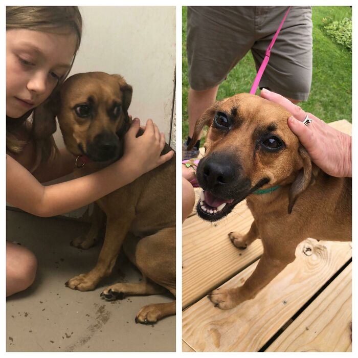 Before and after photos of a rescued pet, a brown dog, receiving affection from a child and an adult.