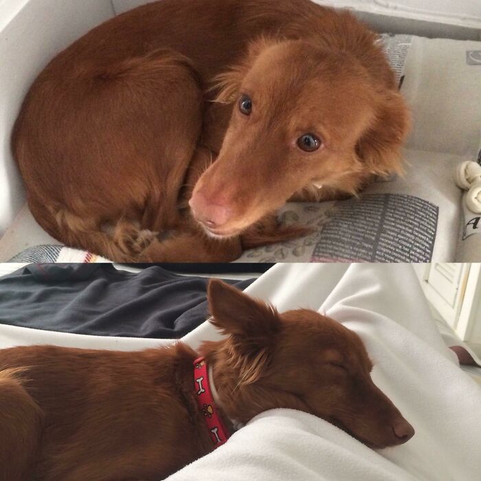 Before and after photos illustrate a rescued pet, a long-haired brown dog, looking comfortable and asleep.