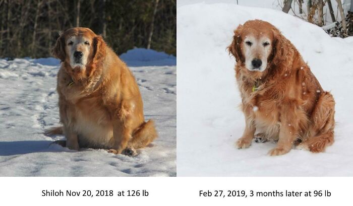 Before and after photos feature a rescued pet, a golden retriever, showing significant weight loss in snow.