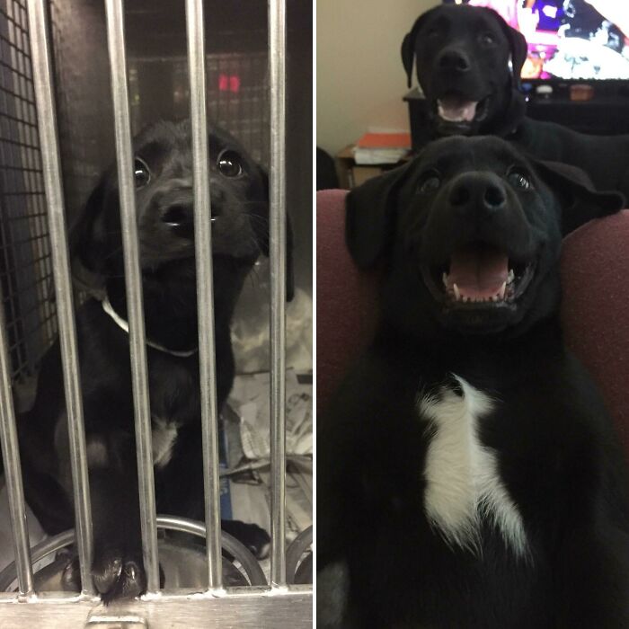 Before and after photos show a sad rescued pet puppy in a cage, then a happy dog smiling broadly.
