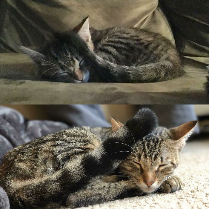 Before and after photos show a rescued pet kitten growing into a slightly larger, healthy cat while sleeping.