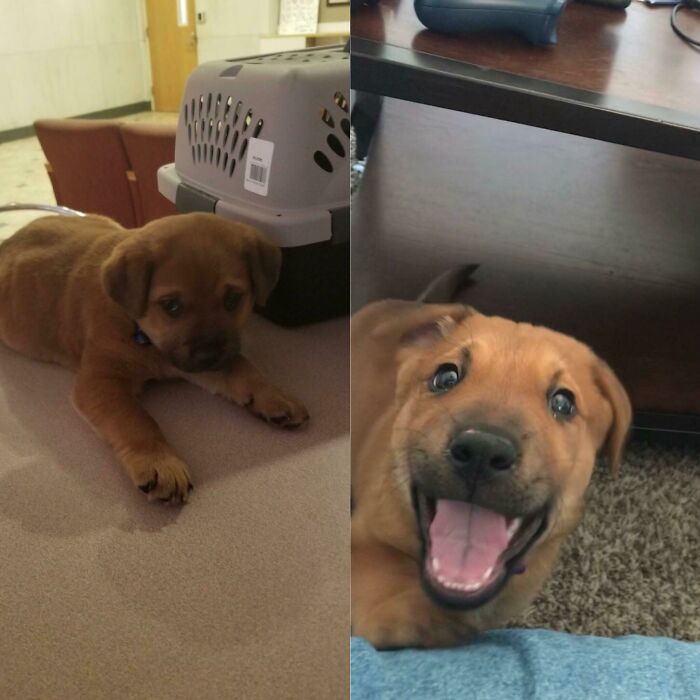 Before and after photo of a rescued pet, a sad puppy transformed into a happy, smiling dog.