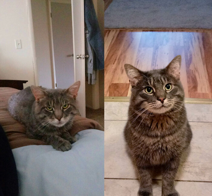 Before and after photo of a rescued pet, a grey tabby cat looking timid then confident.