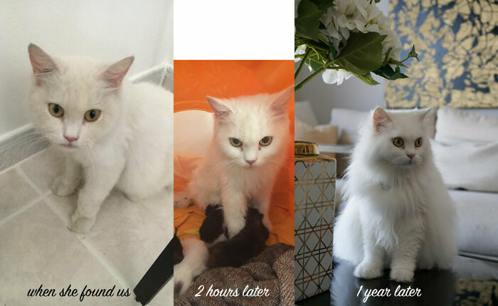Before and after photos of a rescued pet, a white cat with her kittens, then fluffy after 1 year.