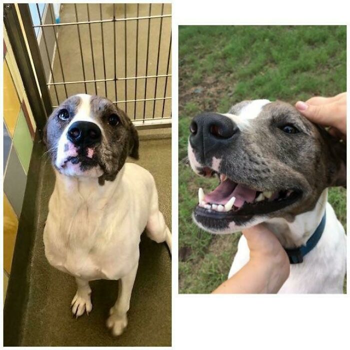 Before and after photo of a rescued pet, a dog looking up at the shelter, then smiling outdoors.