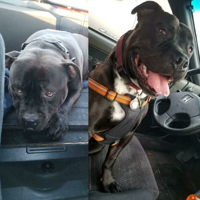 Before and after photos of rescued pets: a somber black dog transforms into a happy, smiling dog.