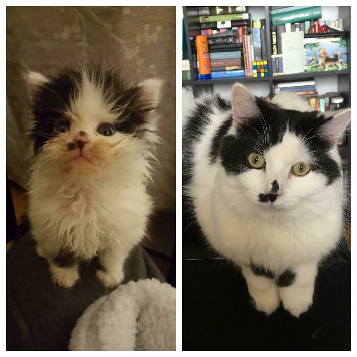 Before and after photos of rescued pets: a small, scruffy kitten with a distinctive nose spot grows into a fluffy, healthy cat.