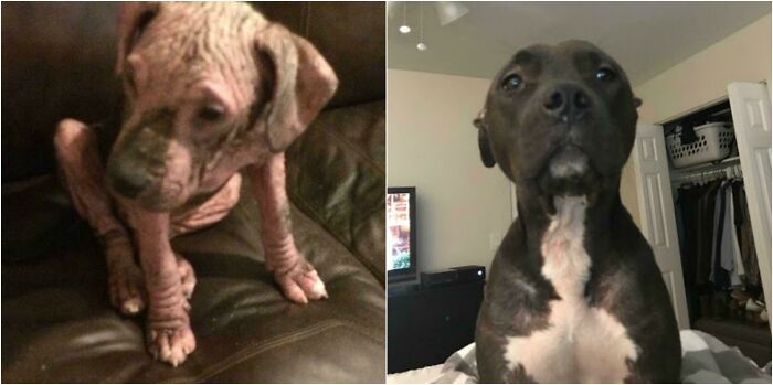 Before and after photos show a skinny, hairless rescued pet dog transforming into a healthy, happy companion.
