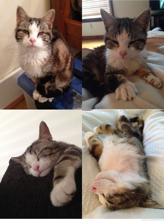 Before and after photos show a rescued pet cat looking healthier and happier over time, sleeping comfortably.