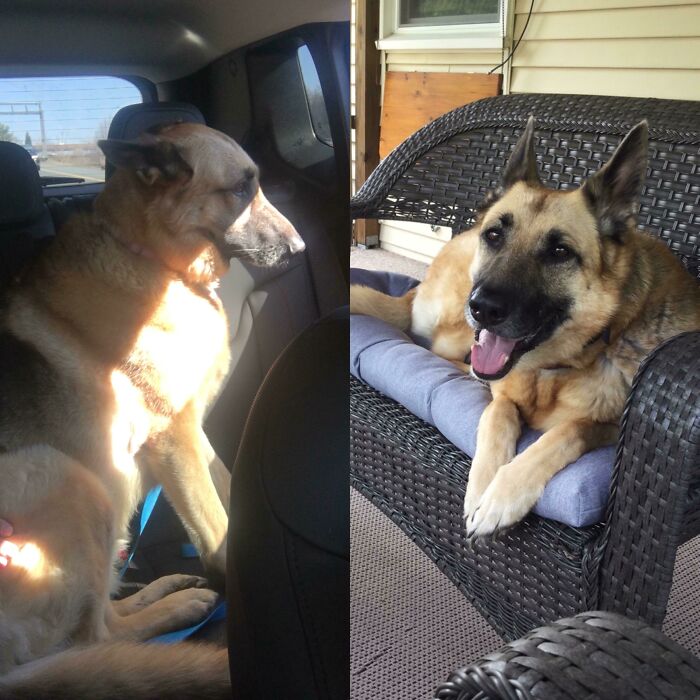 Before and after photos of a rescued pet, a German Shepherd, enjoying its new life after rescue from the shelter.