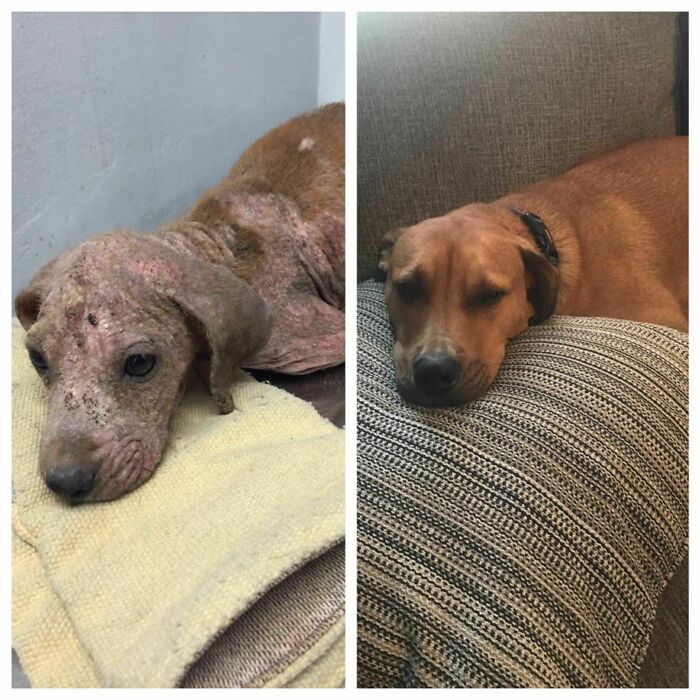 Before and after photo of a rescued pet dog, transformed from sickly to healthy and resting comfortably.