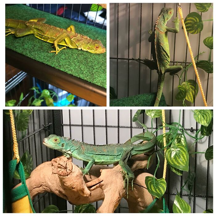 Before and after photos showing the growth and improved habitat of a rescued pet iguana.