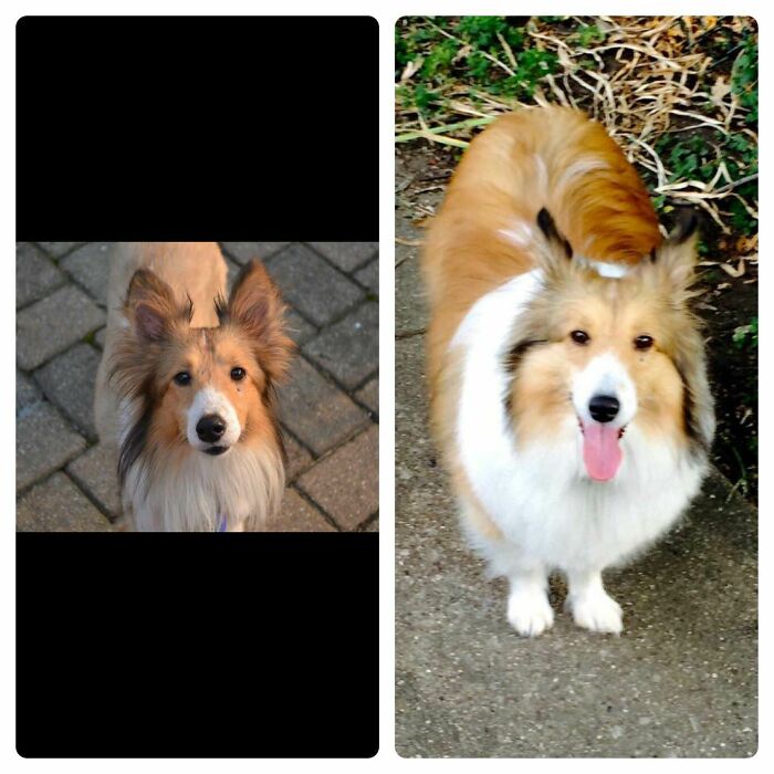 Before and after photos capturing the transformation of a rescued pet dog, now fluffy and happy.