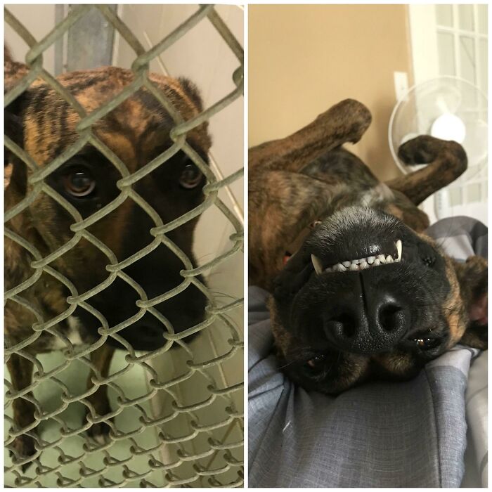 Before and after photos of a rescued pet dog, from behind a shelter fence to happily resting indoors.