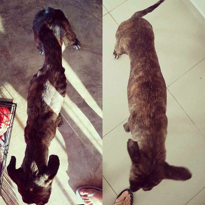 Before and after overhead shots illustrating the weight gain and recovery of a rescued pet dog.