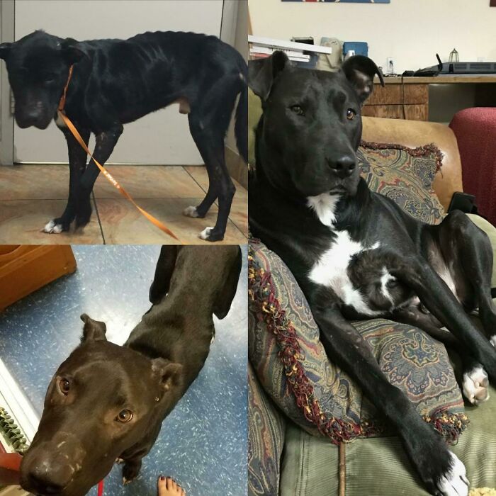 Before and after photos of rescued pets: a skinny black dog transformed into a healthy, relaxed companion.