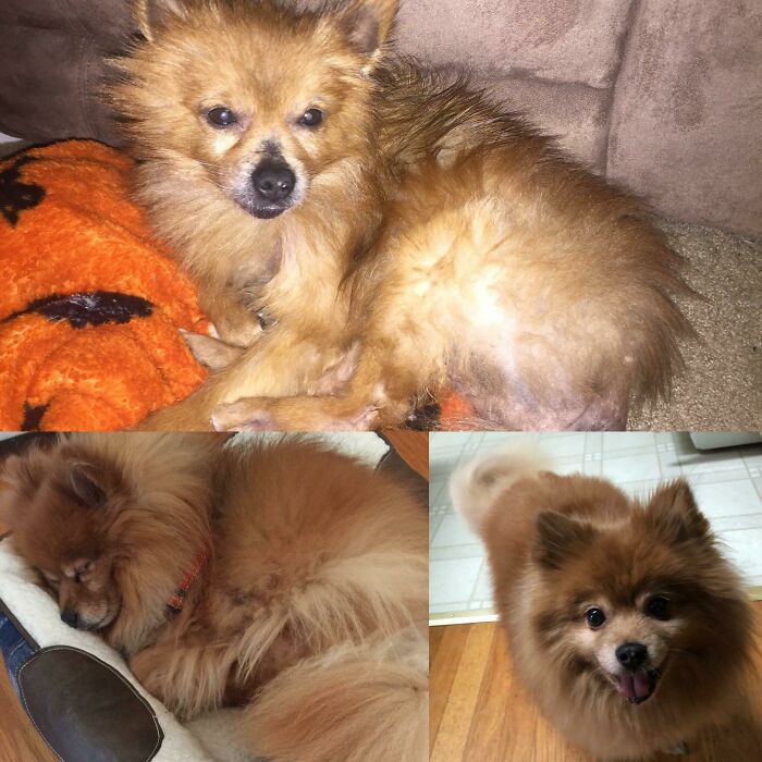 Before and after photos of a small brown Pomeranian. This rescued pet looks healthy and happy after rescue.