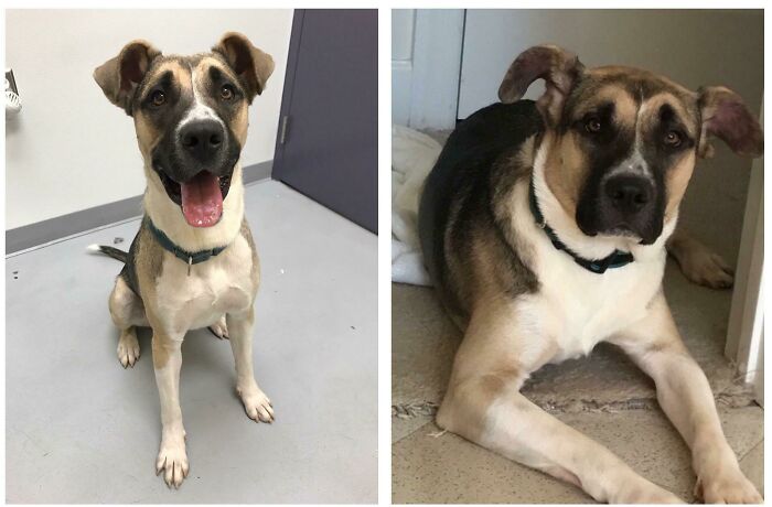 Before and after photos of a rescued pet, a dog, looking happy and healthy after being saved from the shelter.