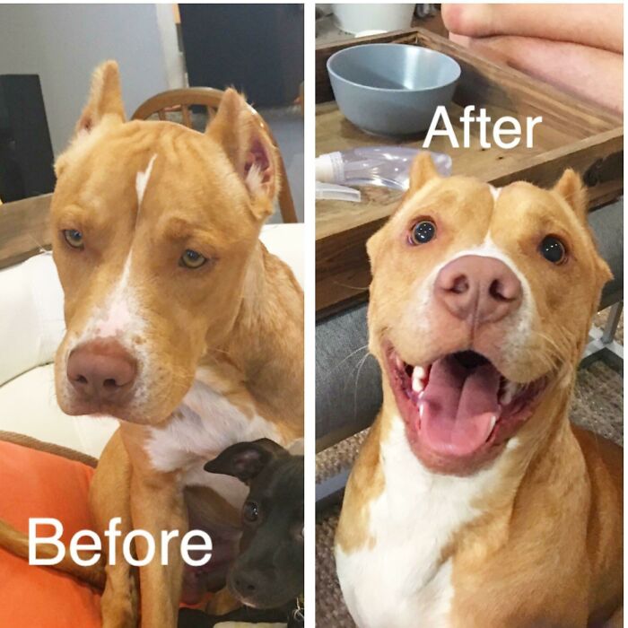 Before and after photos of a rescued pet, a pitbull, smiling broadly after being adopted from the shelter.