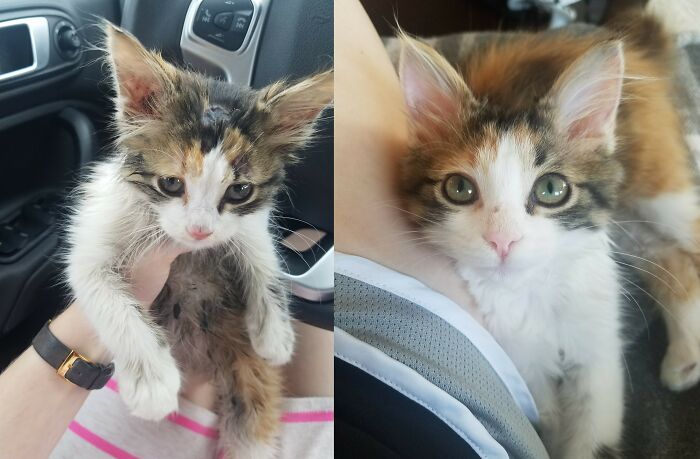 Before and after photos of a rescued pet, a tiny calico kitten, looking clean and happy after being rescued.