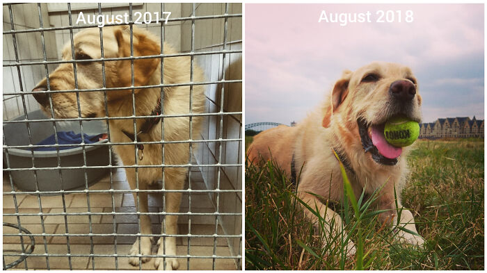 Before and after photos of a rescued pet labrador, first in a cage and then happily playing with a tennis ball.