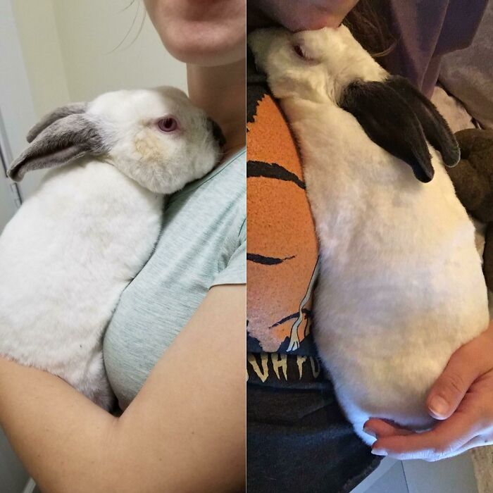 Before and after photos of a rescued pet rabbit, showing its growth and comfort with its human.