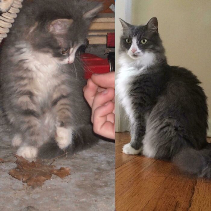 Before and after photo of a gray and white kitten to a healthy cat. This rescued pet is happy and thriving.