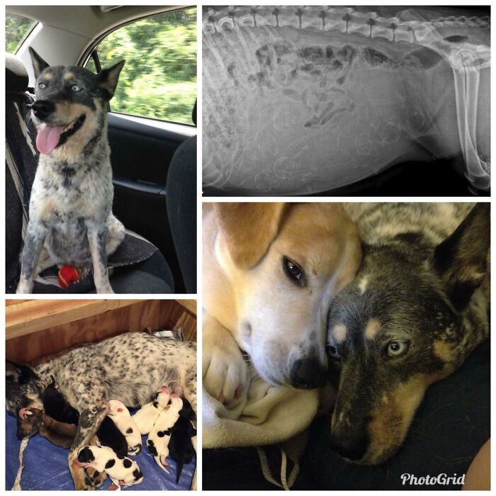 Before and after photos of a rescued pet dog and her puppies. She looks healthy with her puppies and dog companion.