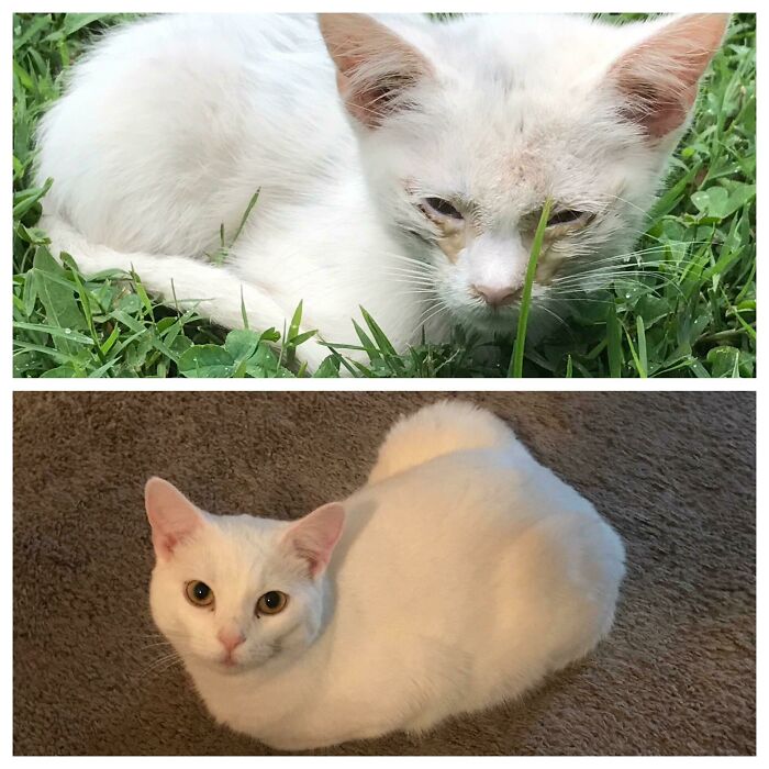 Before and after photo of a rescued pet, a white cat, showing its transformation from sick kitten to healthy cat.