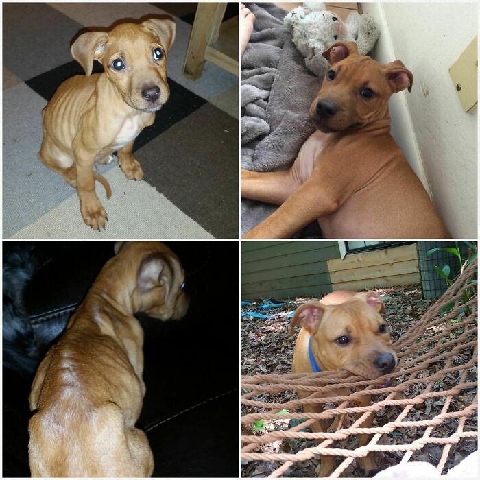 Before and after photos show a rescued, emaciated tan puppy transforming into a healthy, happy dog.