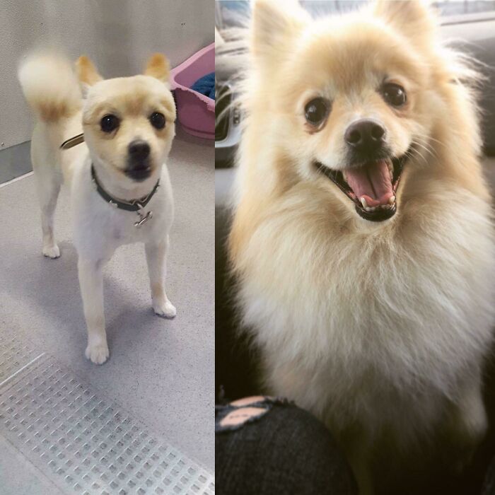Before and after photos capture a small, white rescued pet with short fur, then later with long, fluffy fur.
