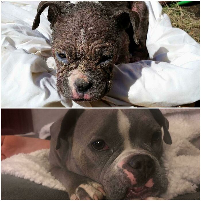 Before and after photos illustrate a severely ill rescued pet with skin disease, recovering into a healthy, grey dog.