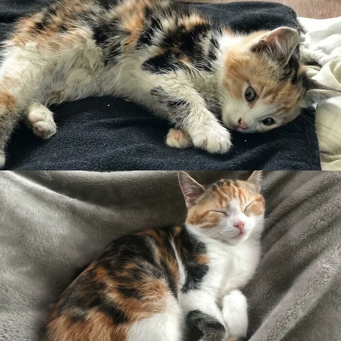 Before and after photos present a tiny, scruffy rescued kitten evolving into a fluffy, contented cat.