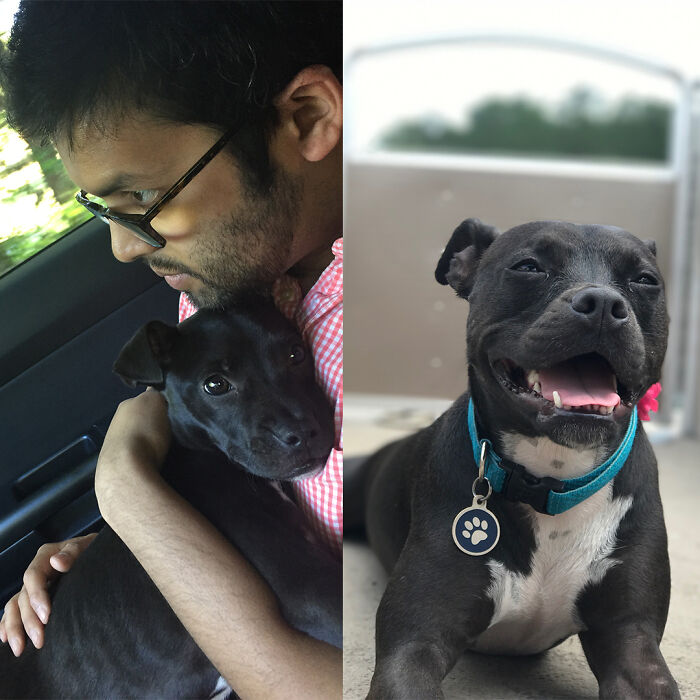 Before and after photos show a man cuddling a small black puppy, contrasted with the same dog now happy and healthy.