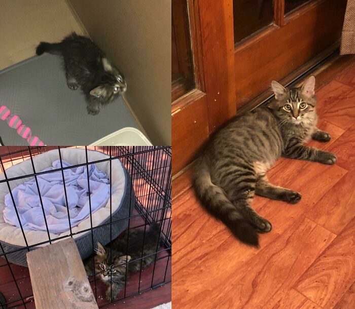 Before and after photos of a rescued pet showing a tiny kitten in a cage next to a larger, healthy cat.