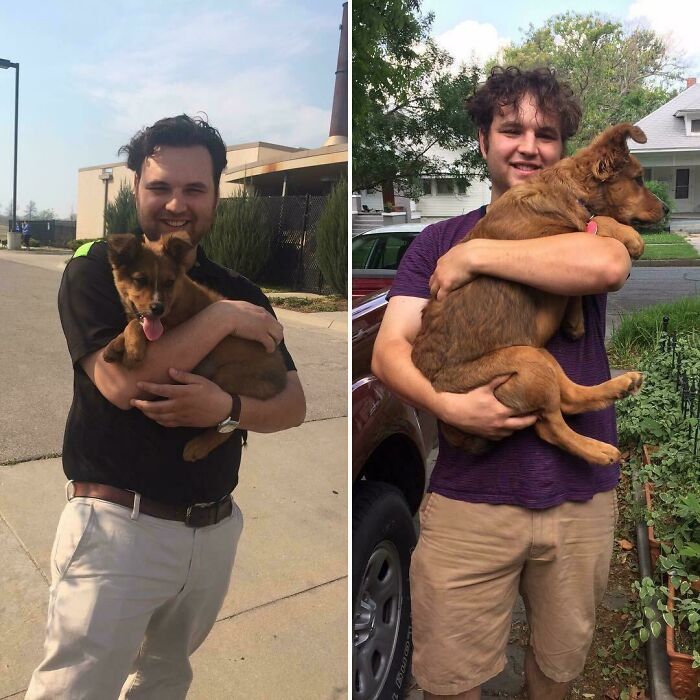 Before and after photos of rescued pets: a man holding a small brown puppy and then a larger, happy dog.