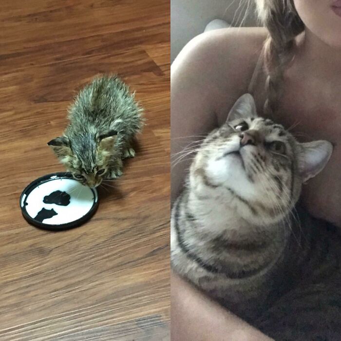 Before and after photos of a rescued pet showing a tiny kitten drinking from a lid, next to a content tabby cat being held.