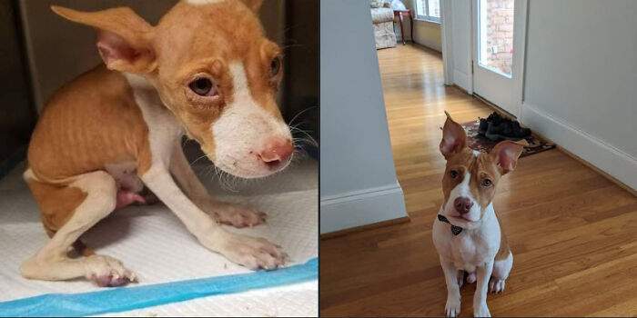 Before and after photos of a rescued pet: a scrawny, sad dog in a cage compared to a healthy, happy dog indoors.