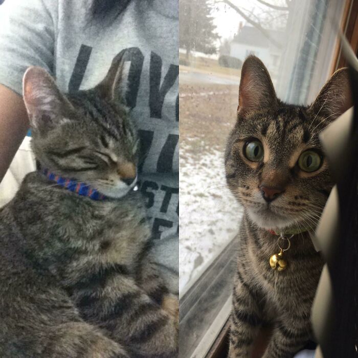 Before and after photo of a rescued pet, a tabby cat, showing its transformation from shy to curious.