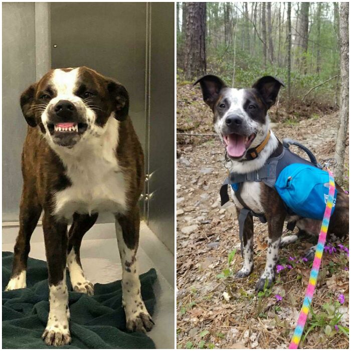 Before and after photo of a rescued pet, a dog, showing its transformation from sad to happy.